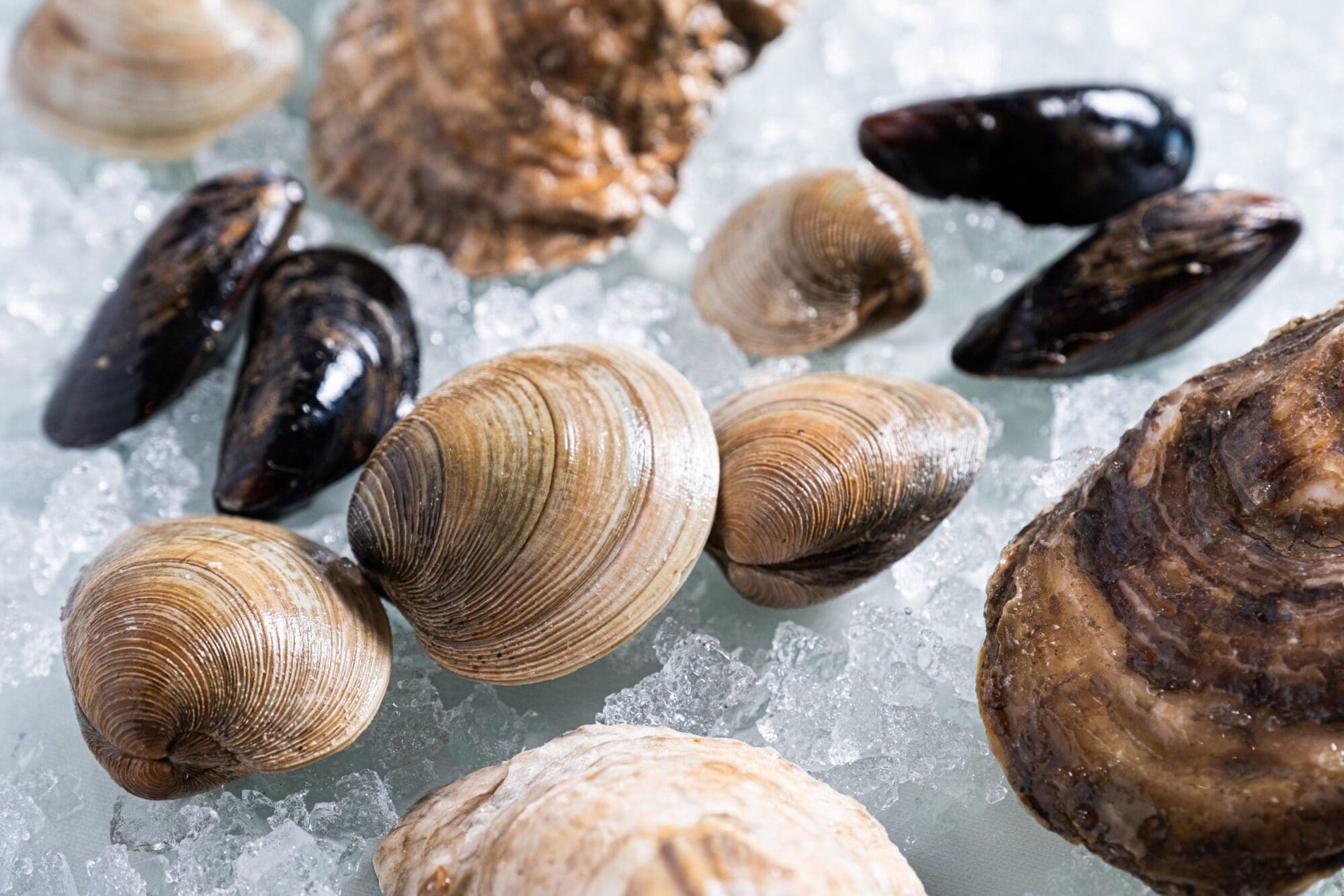 Variety of raw seafood sitting on ice including clams, oysters and mussels.