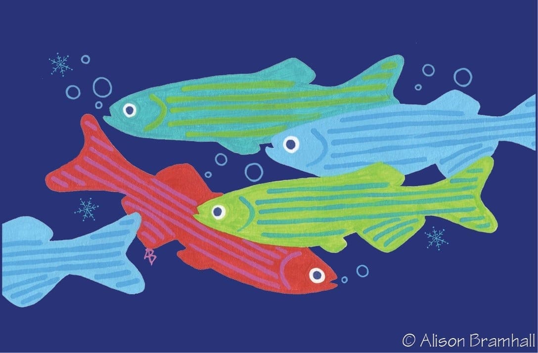 Digital illustration of four striped fish swimming against a dark blue background. The fish are vibrant in color: one red, one light blue, one green, and one turquoise. Bubbles and small splashes of white add decorative details. Artwork by Alison Bramhall.
