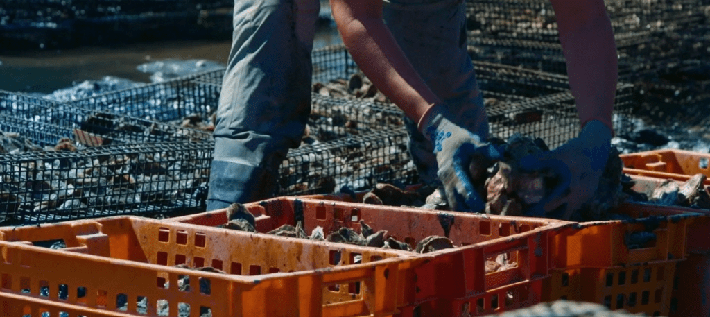 Person wearing gloves sorting oysters into orange and red crates by the water, with wire cages in the background. The scene depicts a part of oyster farming or harvesting process.