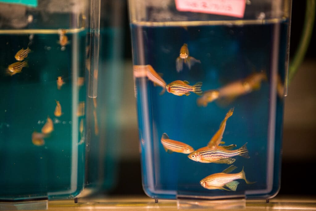 Several small striped zebrafish swim in a clear rectangular tank filled with water. Another similar tank with more fish is partially visible on the left side of the image.