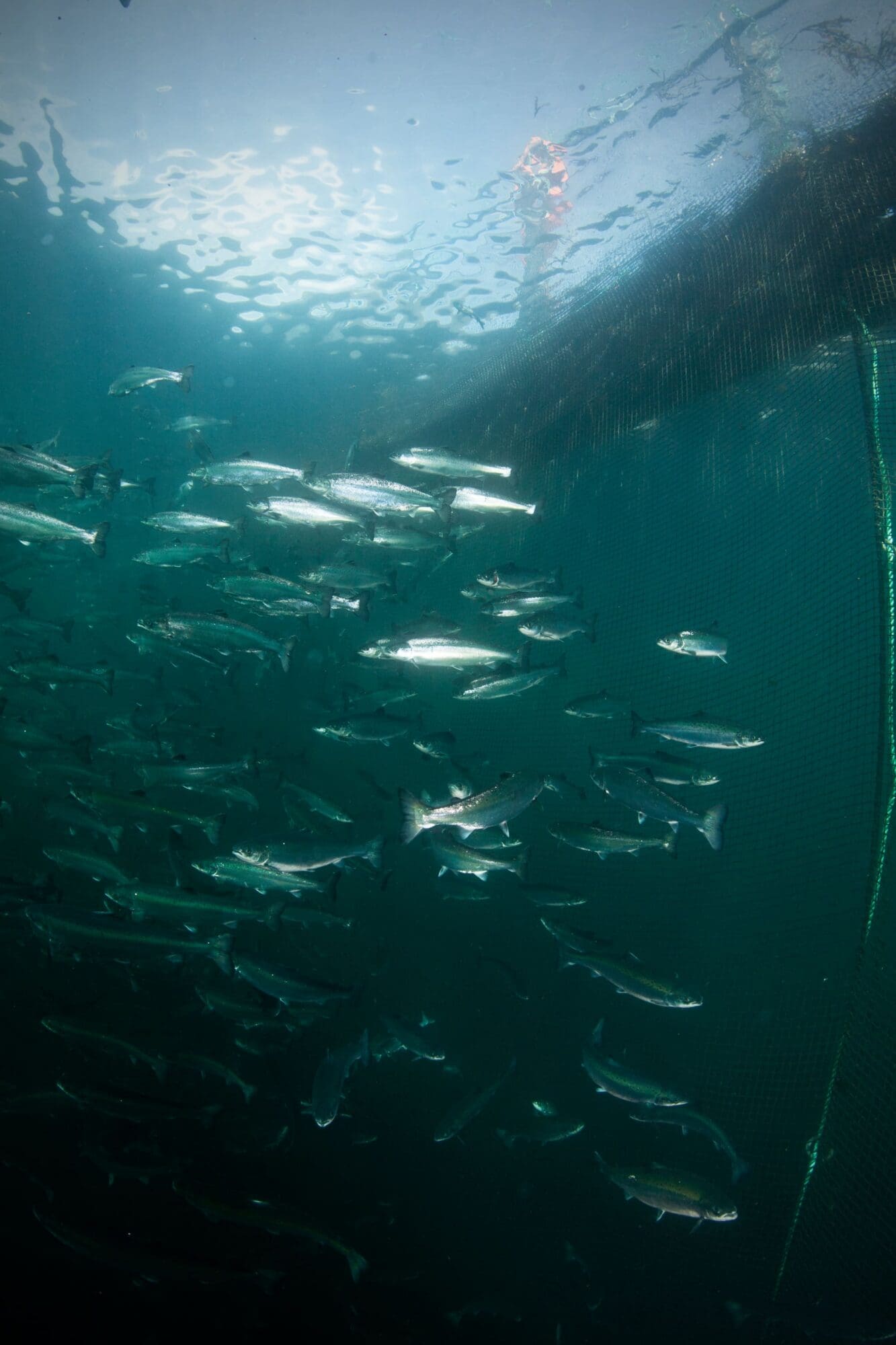 A large school of fish swims underwater in an enclosed, netted area as sunlight filters through the water's surface. Above the net, a person in a red suit observes—perhaps inspired by the Wild King Salmon Menu at Legal Sea Foods.